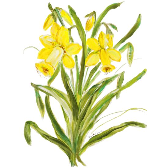 60512 Daffodil Thumbnail