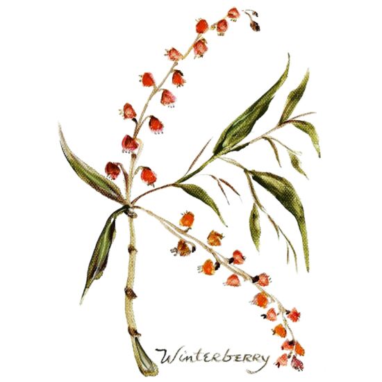 60681 Winterberry Thumbnail