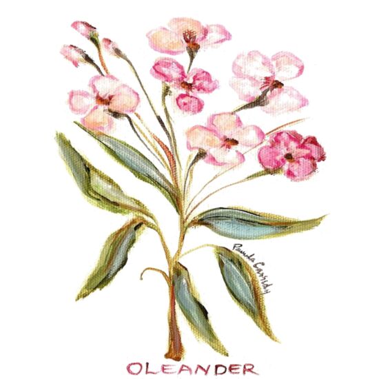 60031 Oleander Thumbnail