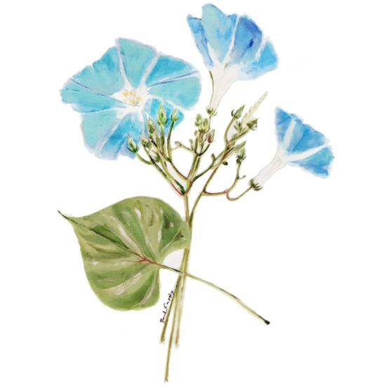 8071 Morning Glory Thumbnail