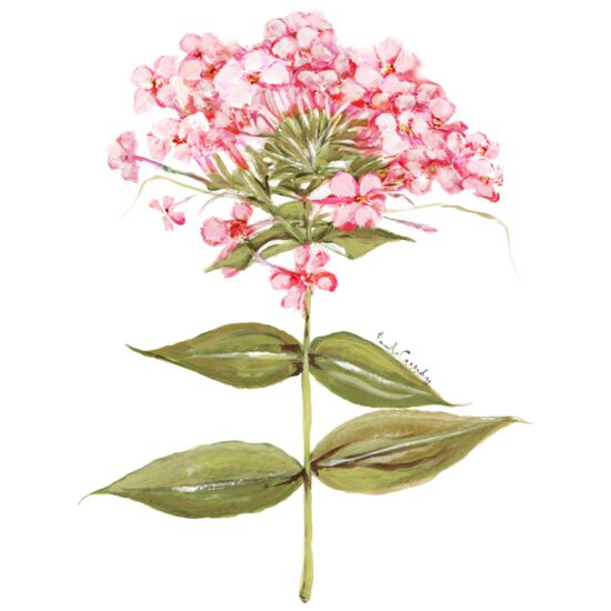 8029 Fragrant Flox Thumbnail