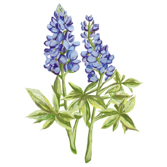 5089 Blue Bonnet Thumbnail