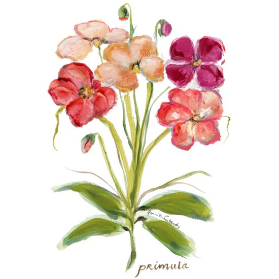 6081 Primula Thumbnail