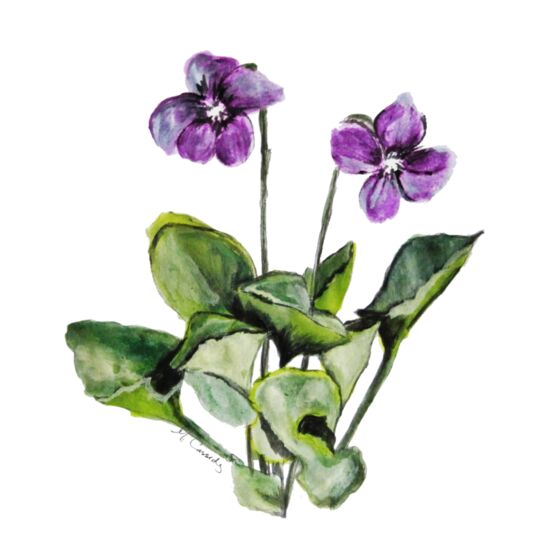 3059 Violet Thumbnail