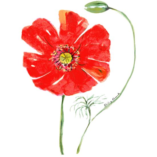 3017 Poppy Thumbnail