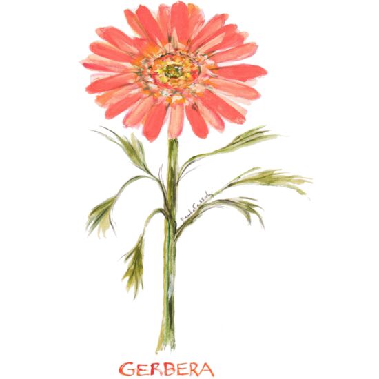 0125 Gerbera Thumbnail