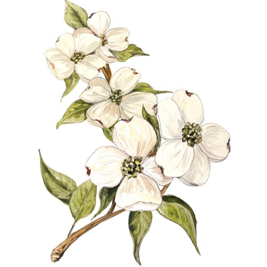 116 Flowering Dogwood Thumbnail