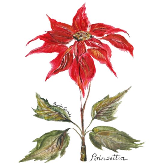 60682 Poinsettia Thumbnail