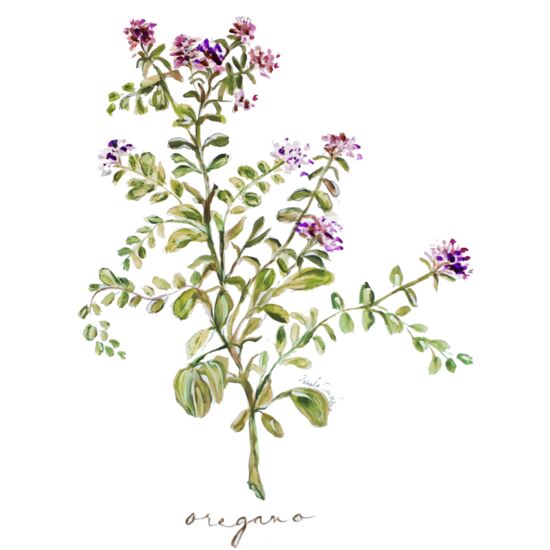 4011 Oregano Thumbnail