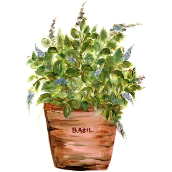 20261 Sweet Basil Thumbnail