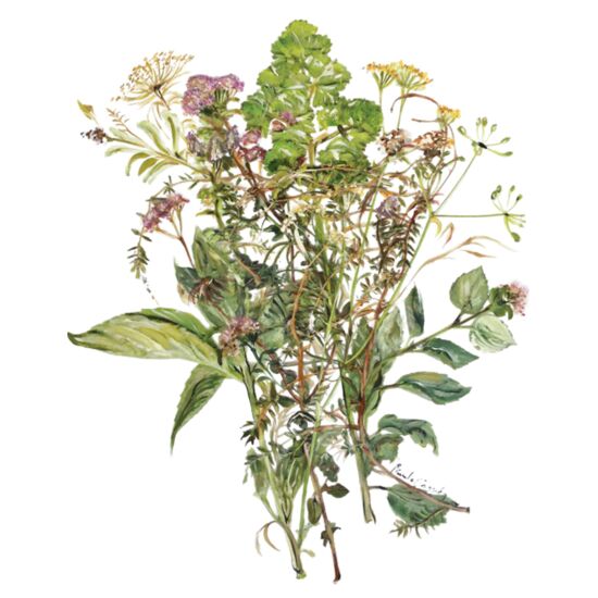 5056 Savory Herbs Thumbnail