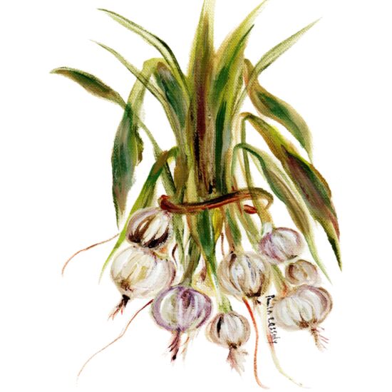 90461 Spring Onion Thumbnail