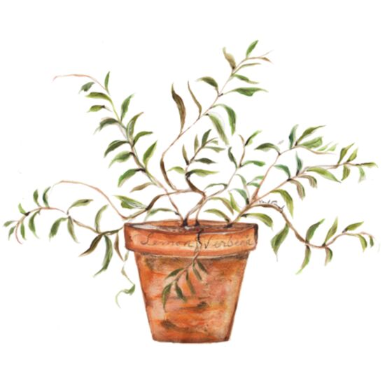 0127 Lemon Verbena Thumbnail